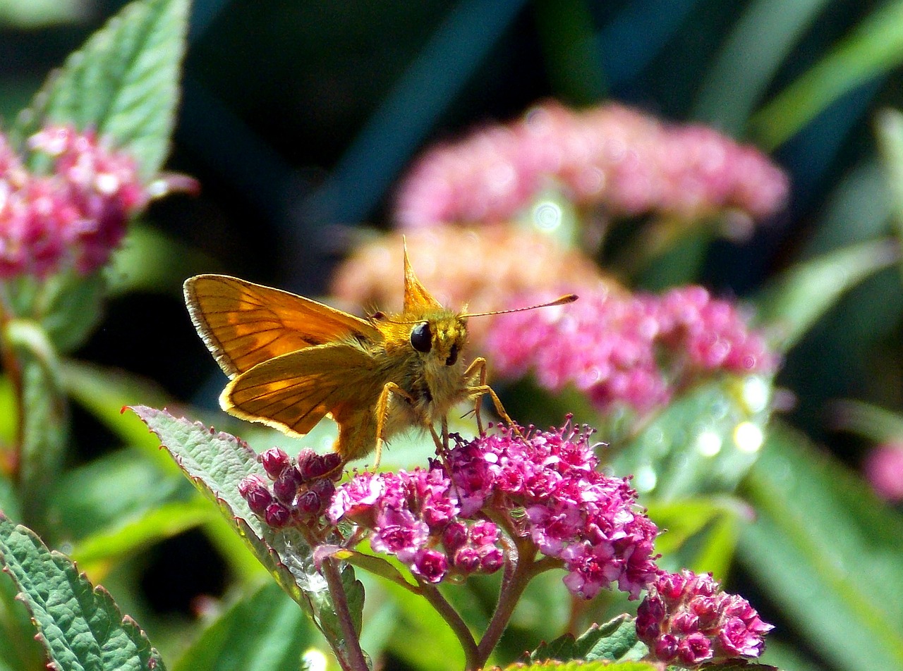 skipper butterfly insect free photo