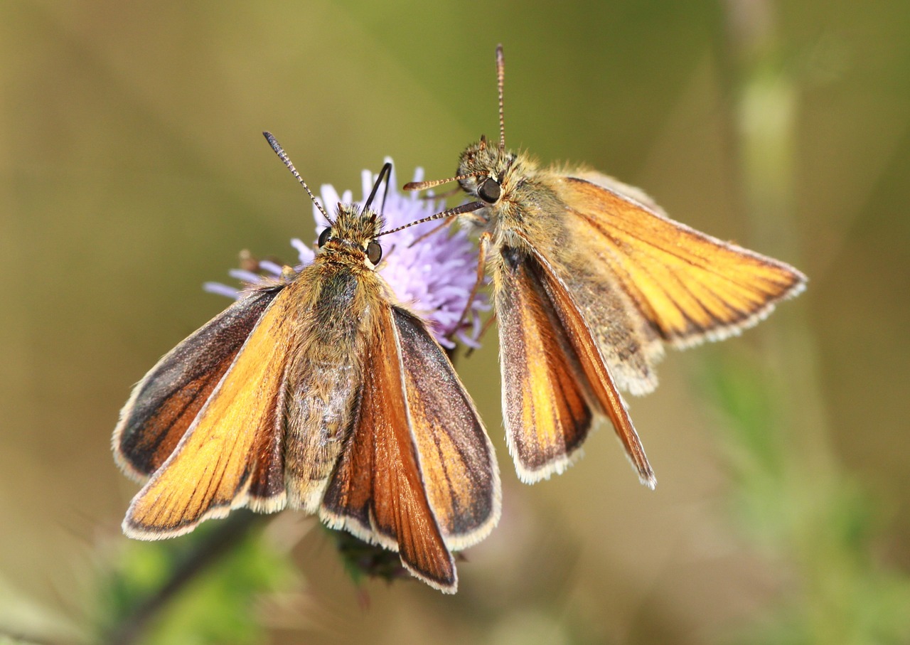 skipper butterflies insect free photo