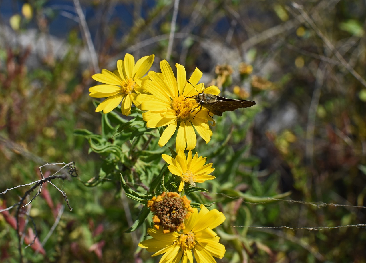 skipper in wild sunflower butterfly insect free photo