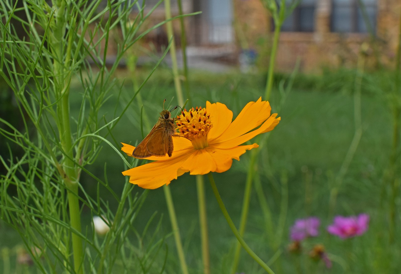 skipper on coreopsis butterfly insect free photo