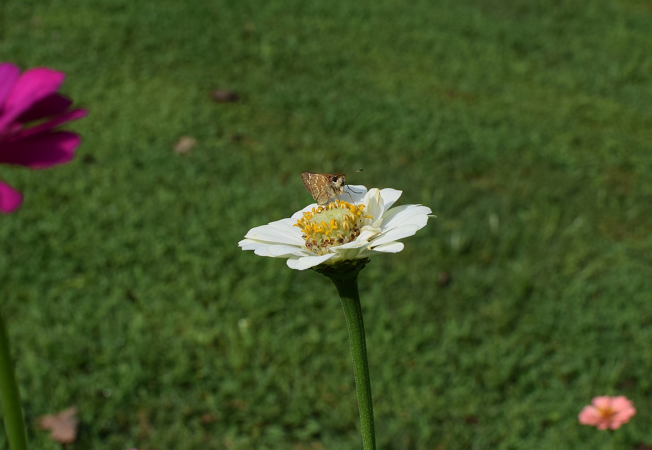 skipper on zinnia butterfly insect free photo