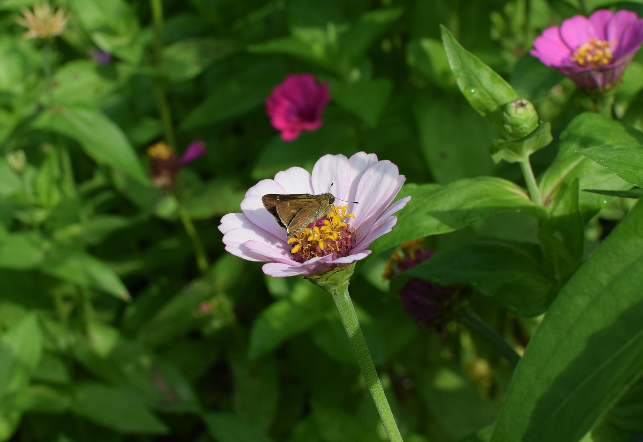 skipper on zinnia butterfly insect free photo