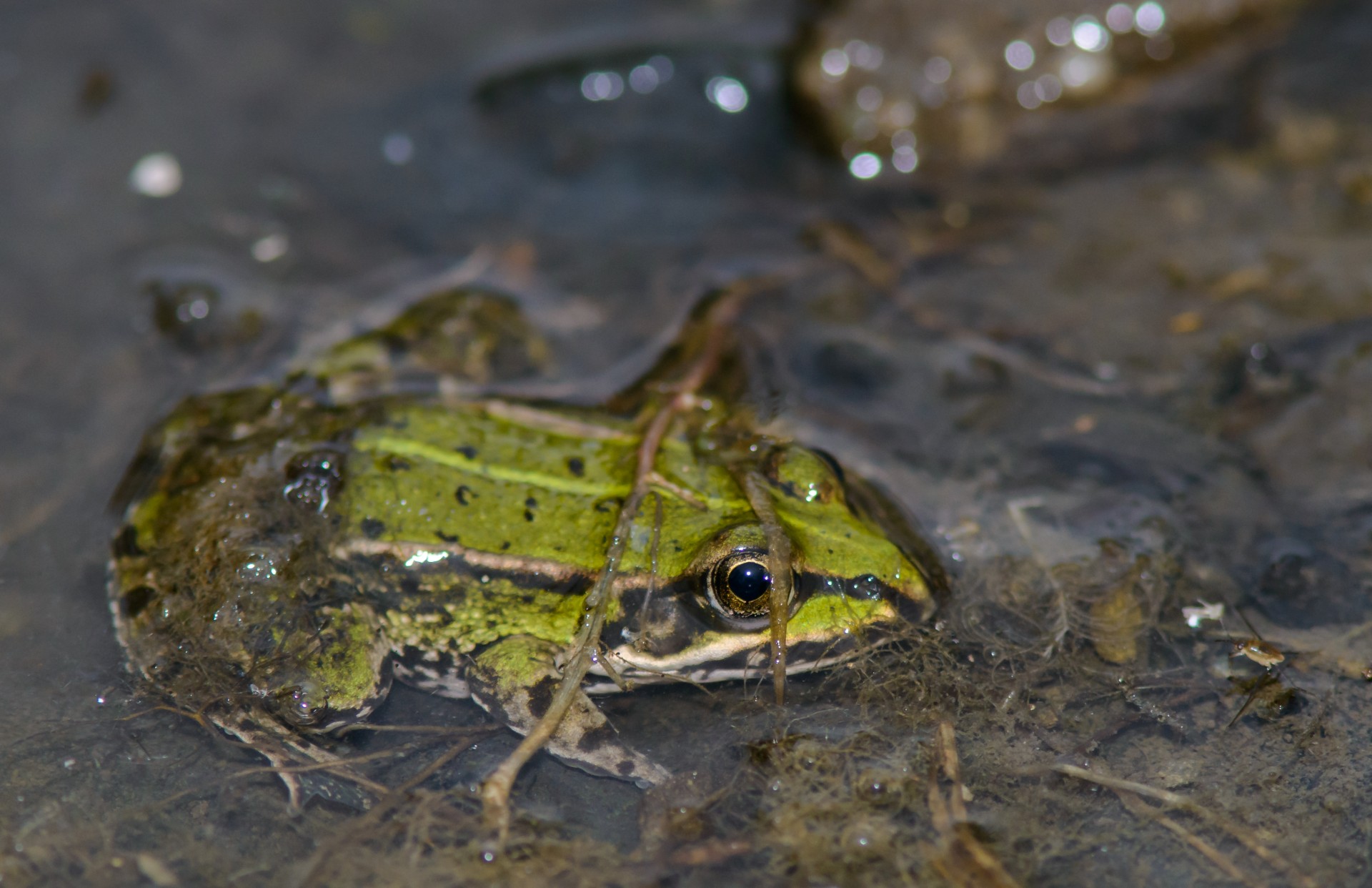 frog grass frog water free photo