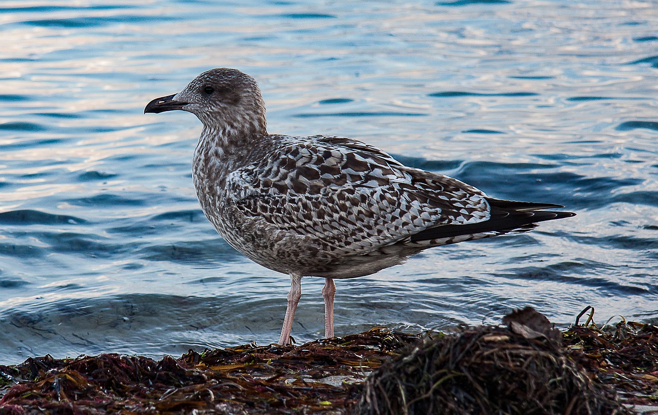 skua seagull water bird free photo