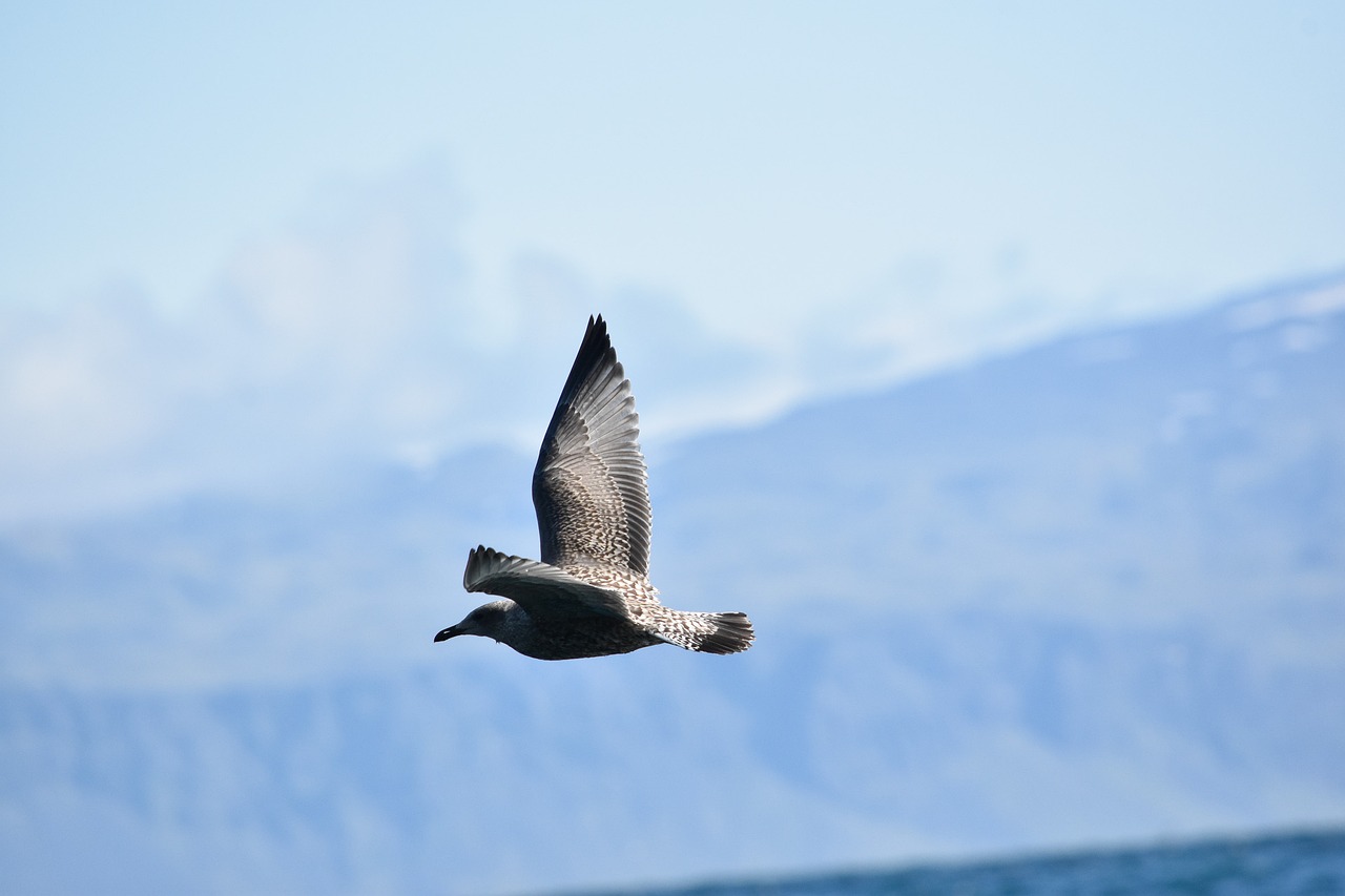 skua birds in flight nature free photo