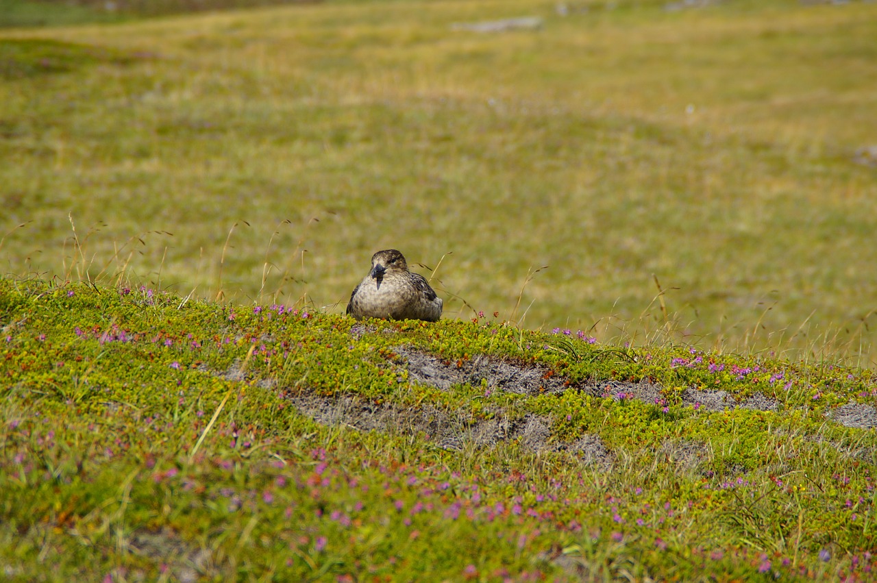 skua  handa  handa island free photo