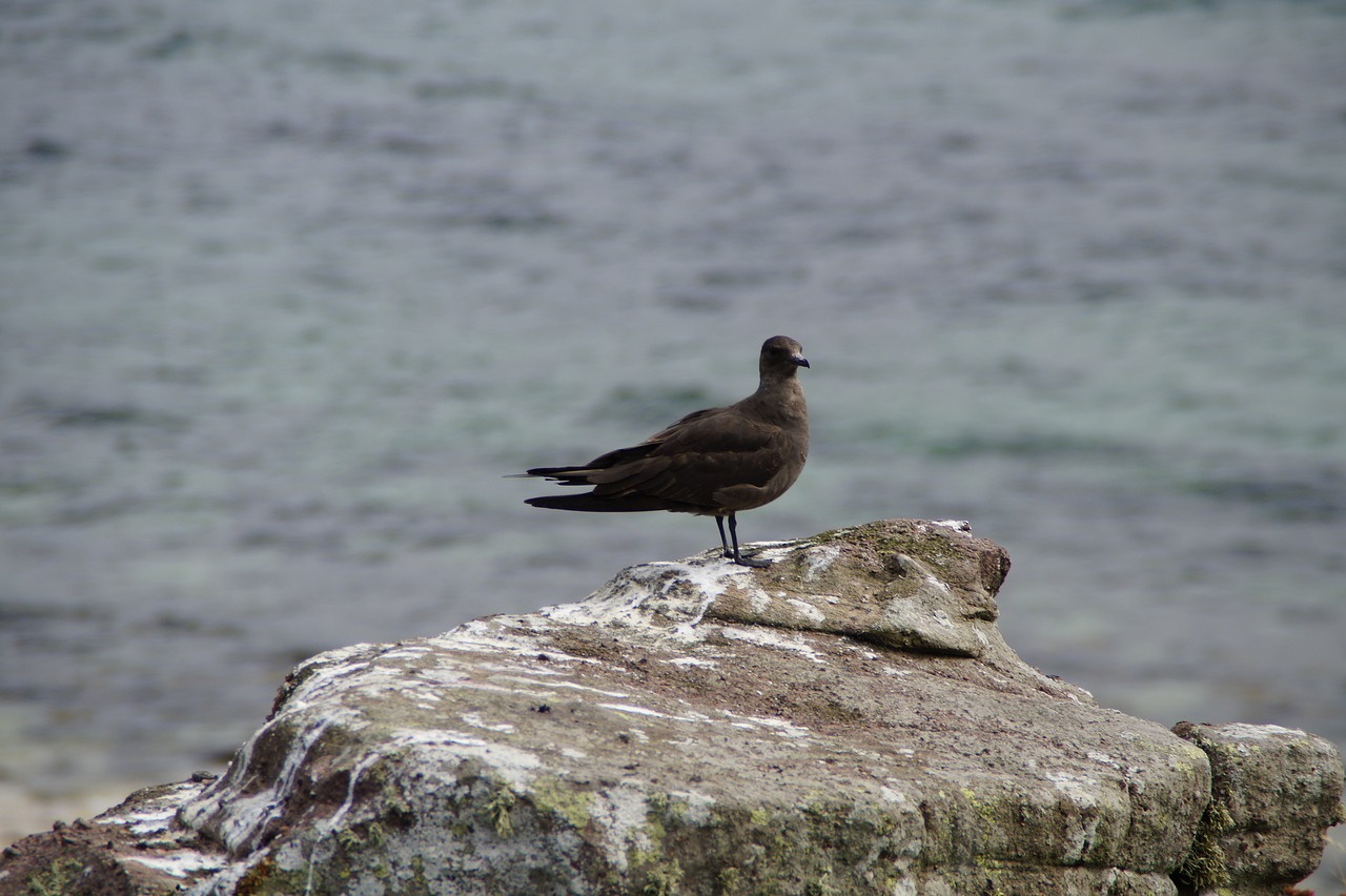 skua  seagull  handa free photo