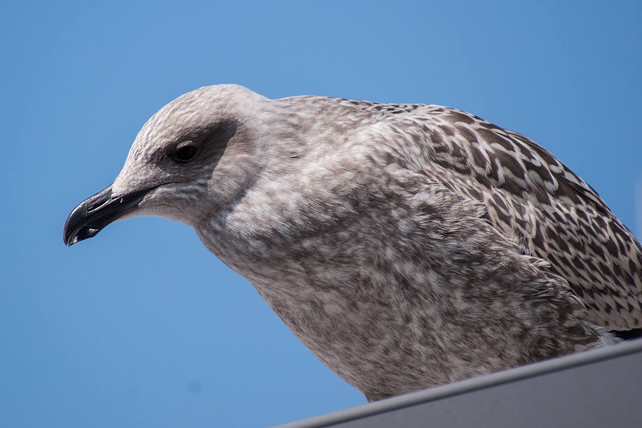 skua seagull bird free photo
