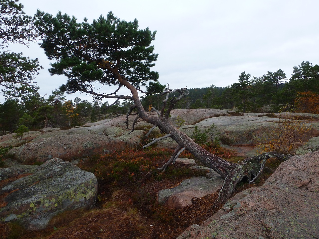 skuleskogen national park sweden hike free photo