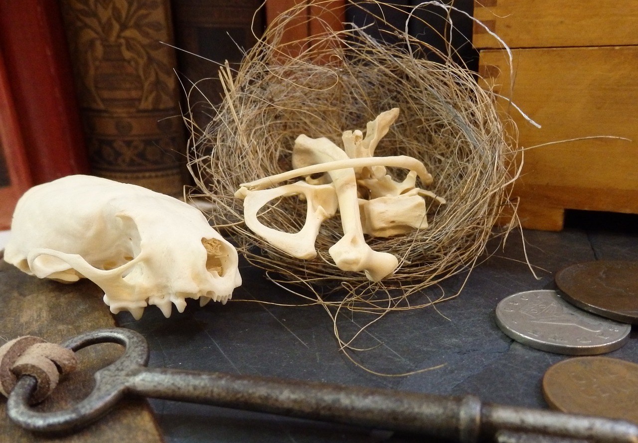 skull bones nest free photo
