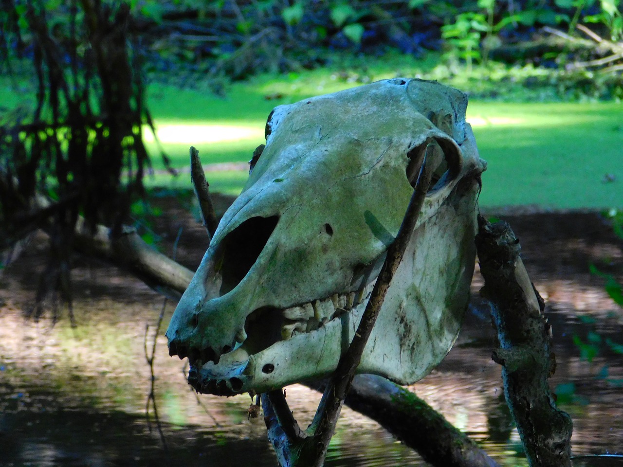 skull skeleton swamp free photo