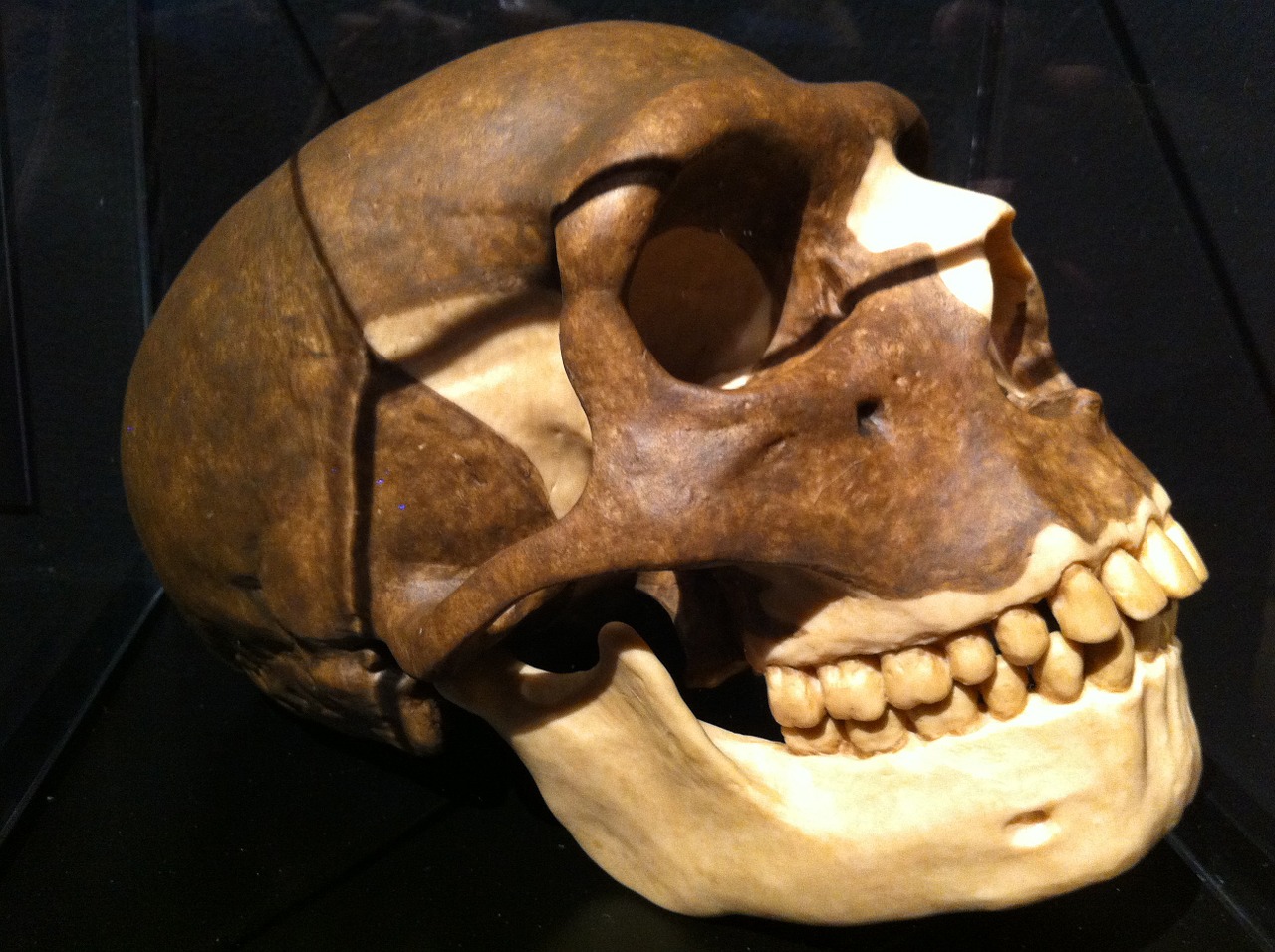 skull prehistoric skeleton free photo