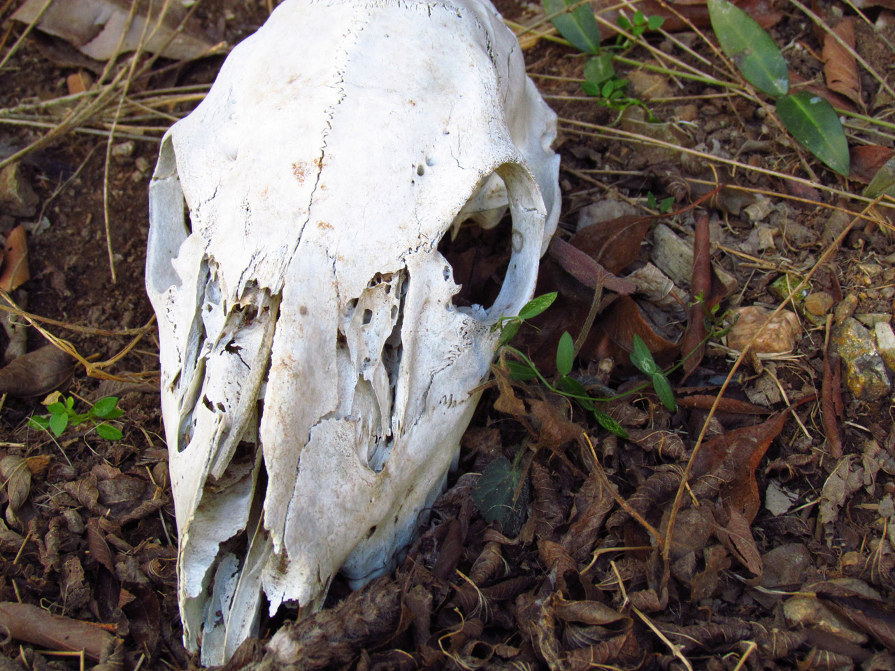 animal animals skull free photo