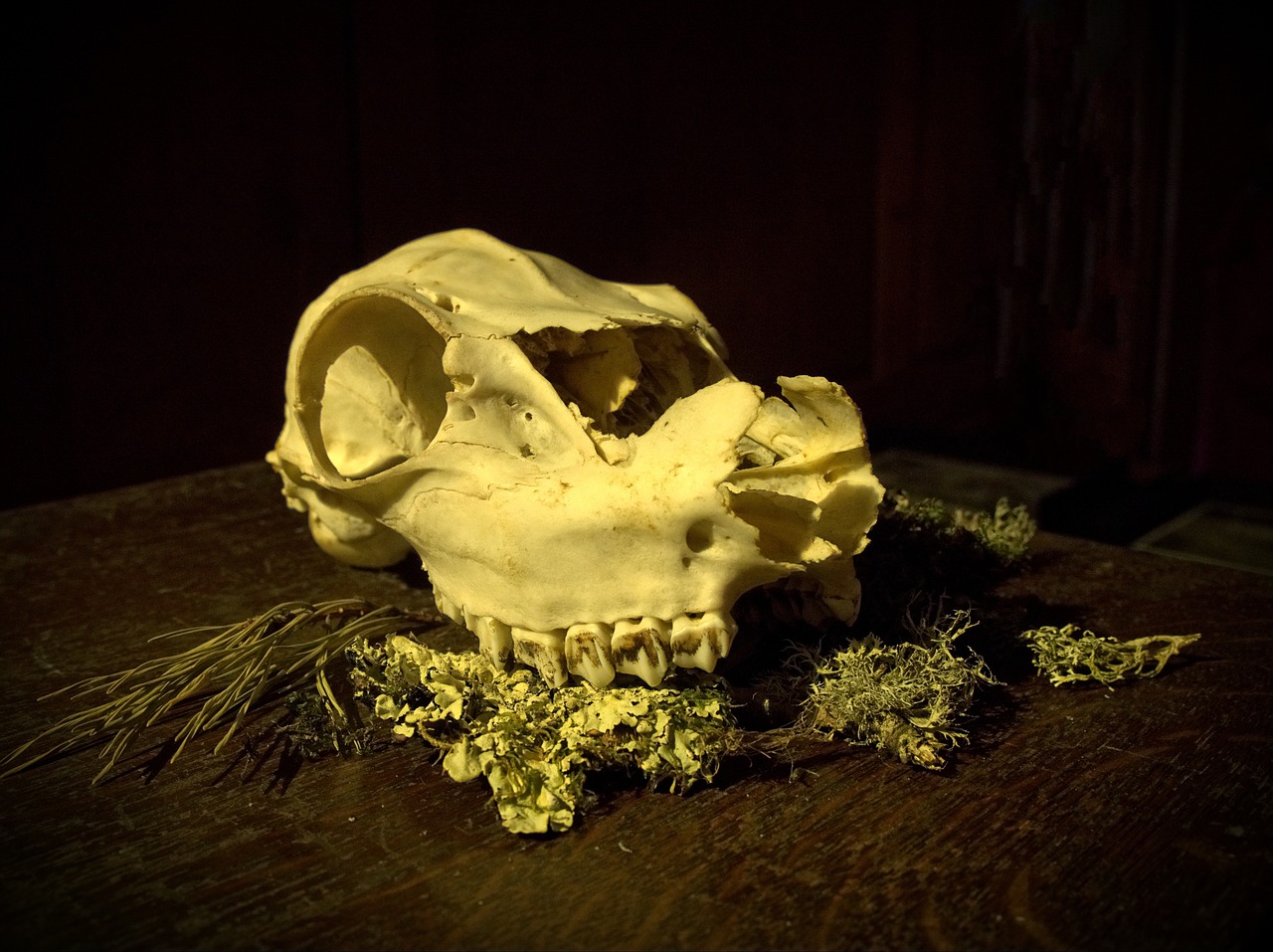 skull animal death free photo