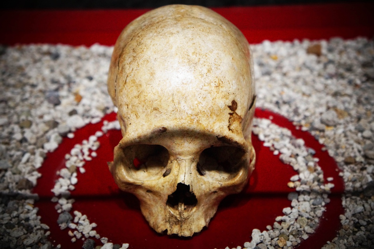 skull anthropology ornaments free photo