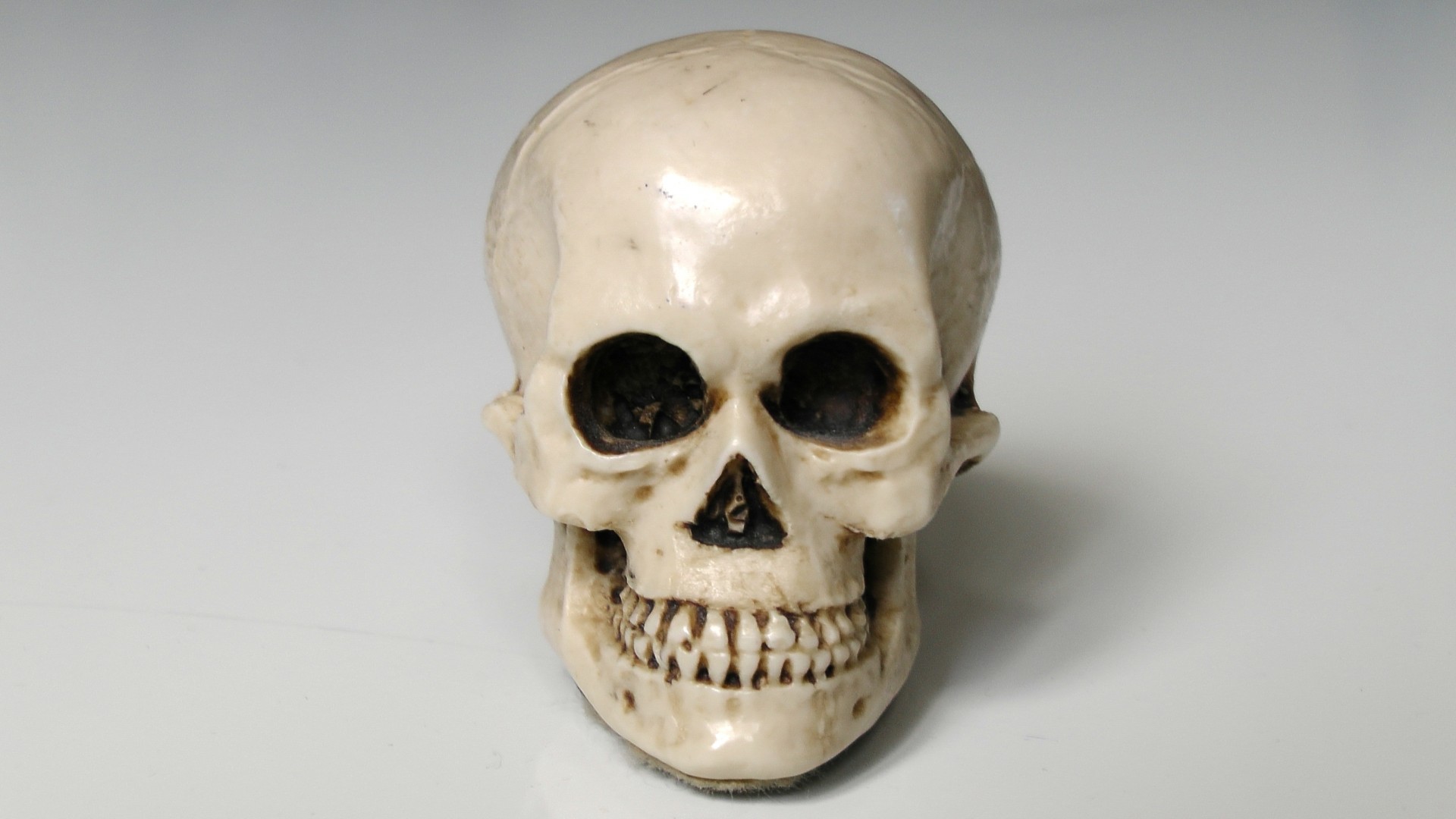 skull bones skeleton free photo