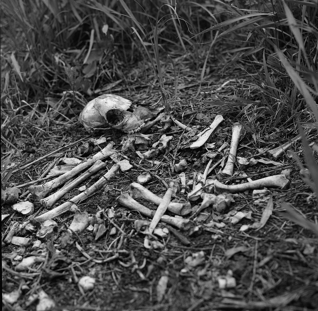 skull pile of bones bones free photo
