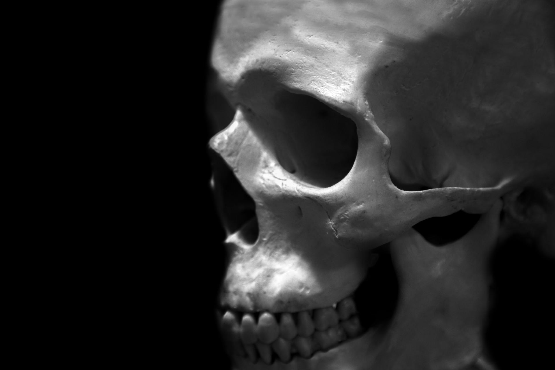 skull human skeleton free photo