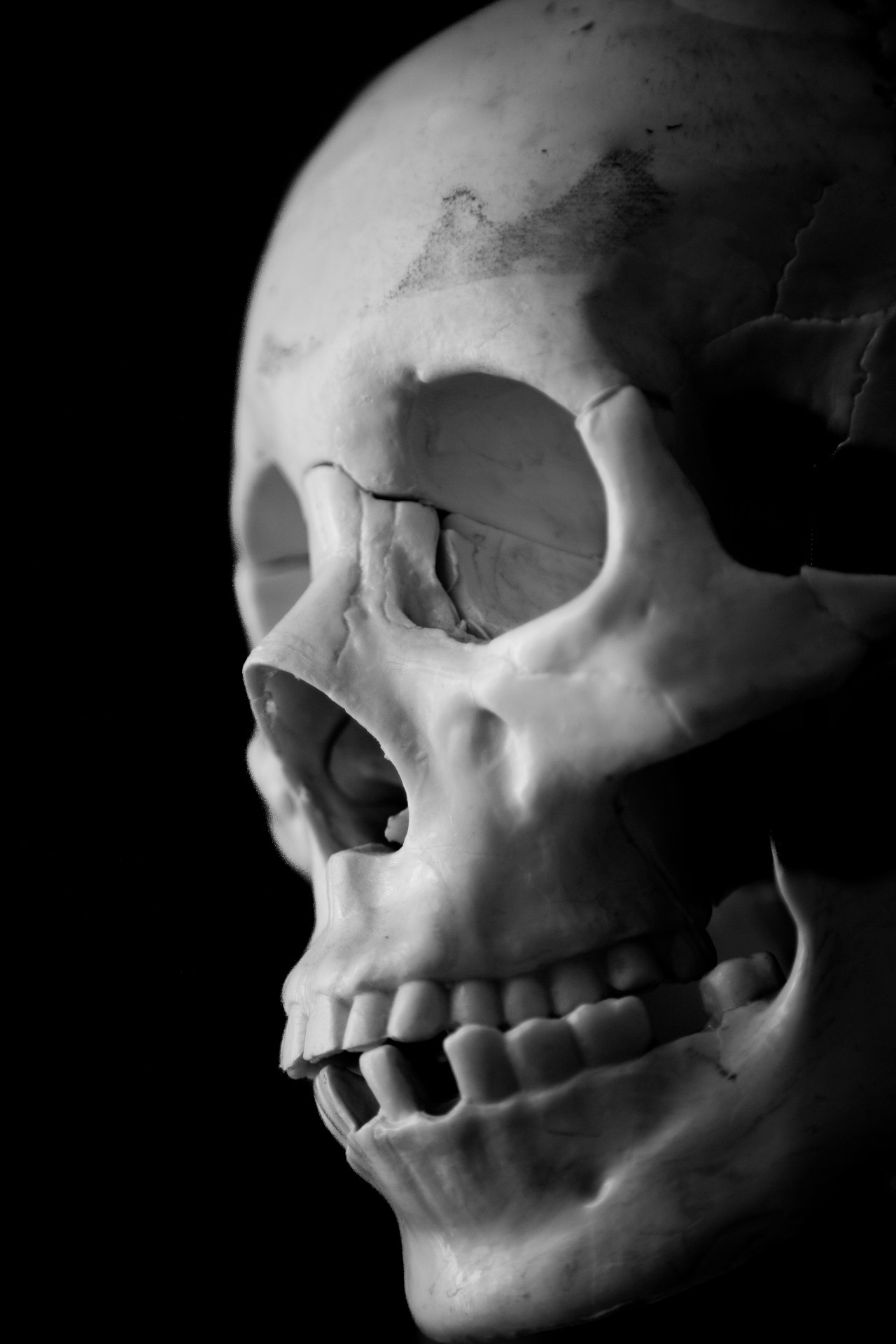 skull human face free photo