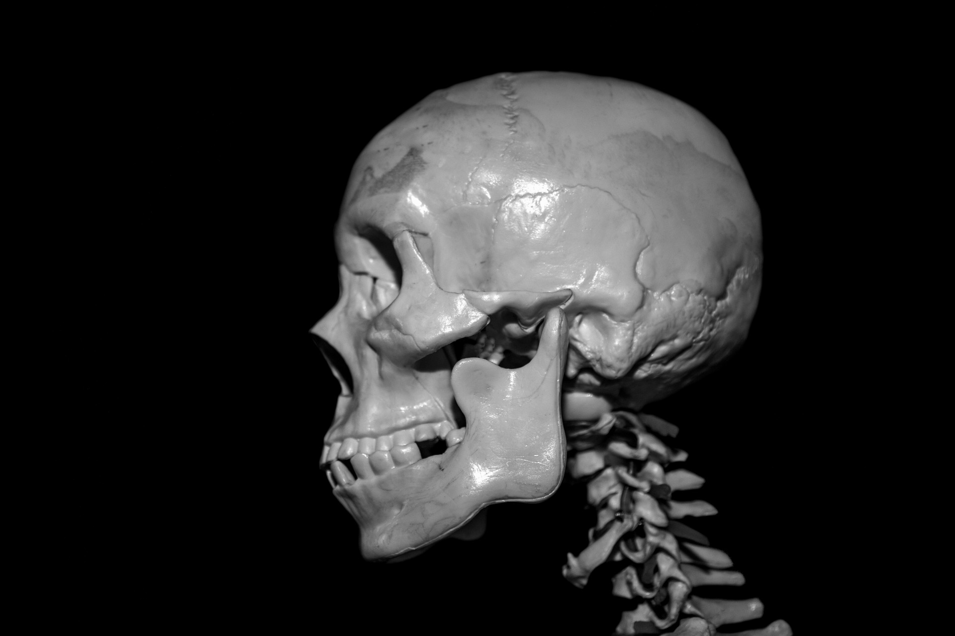 skull human face free photo