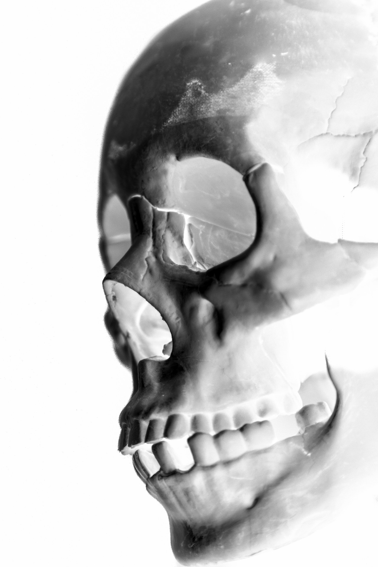 skull human face free photo