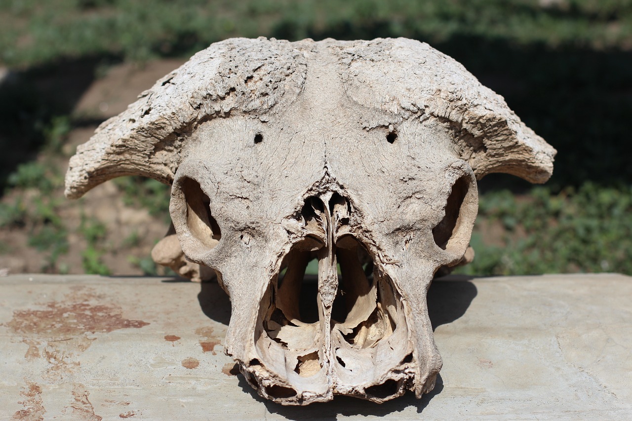 skull bone head free photo