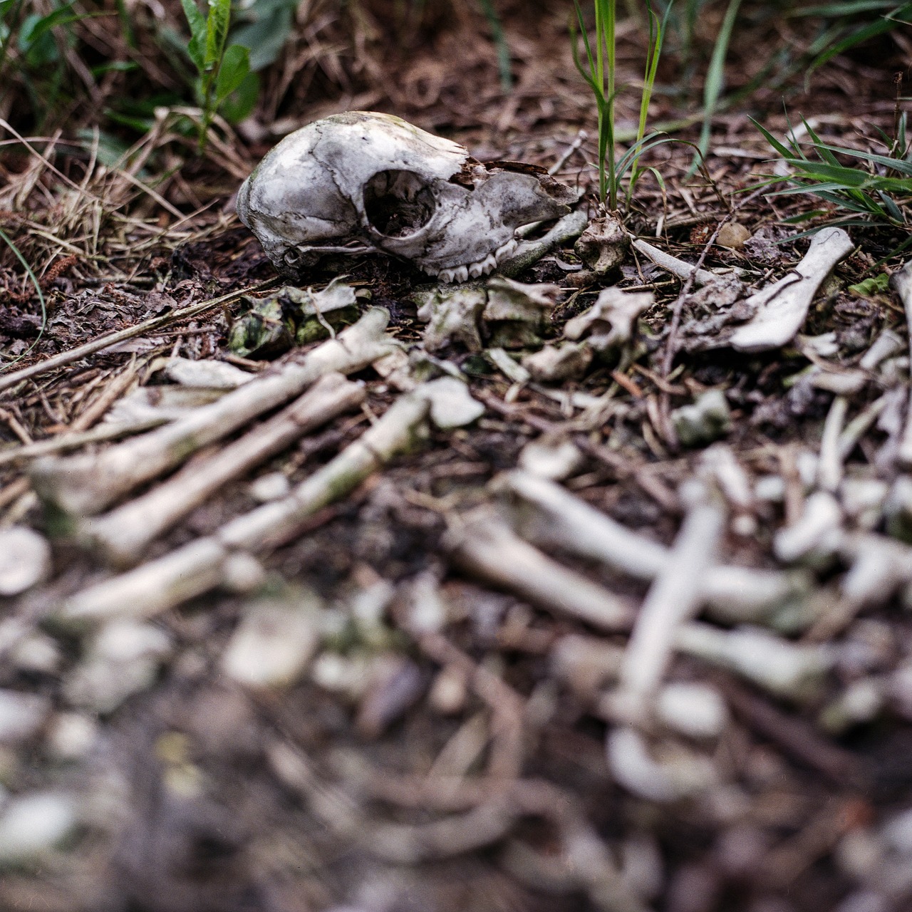 skull pile of bones bones free photo
