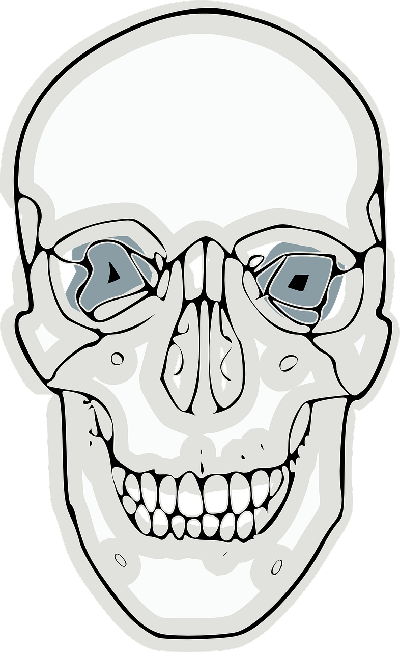 skull human anatomy free photo