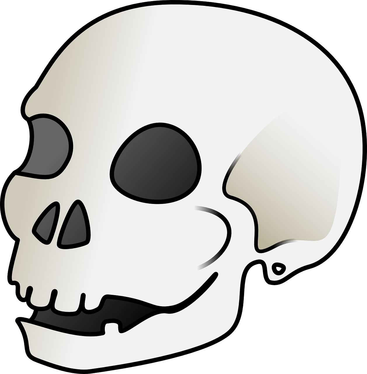 skull bones anatomy free photo