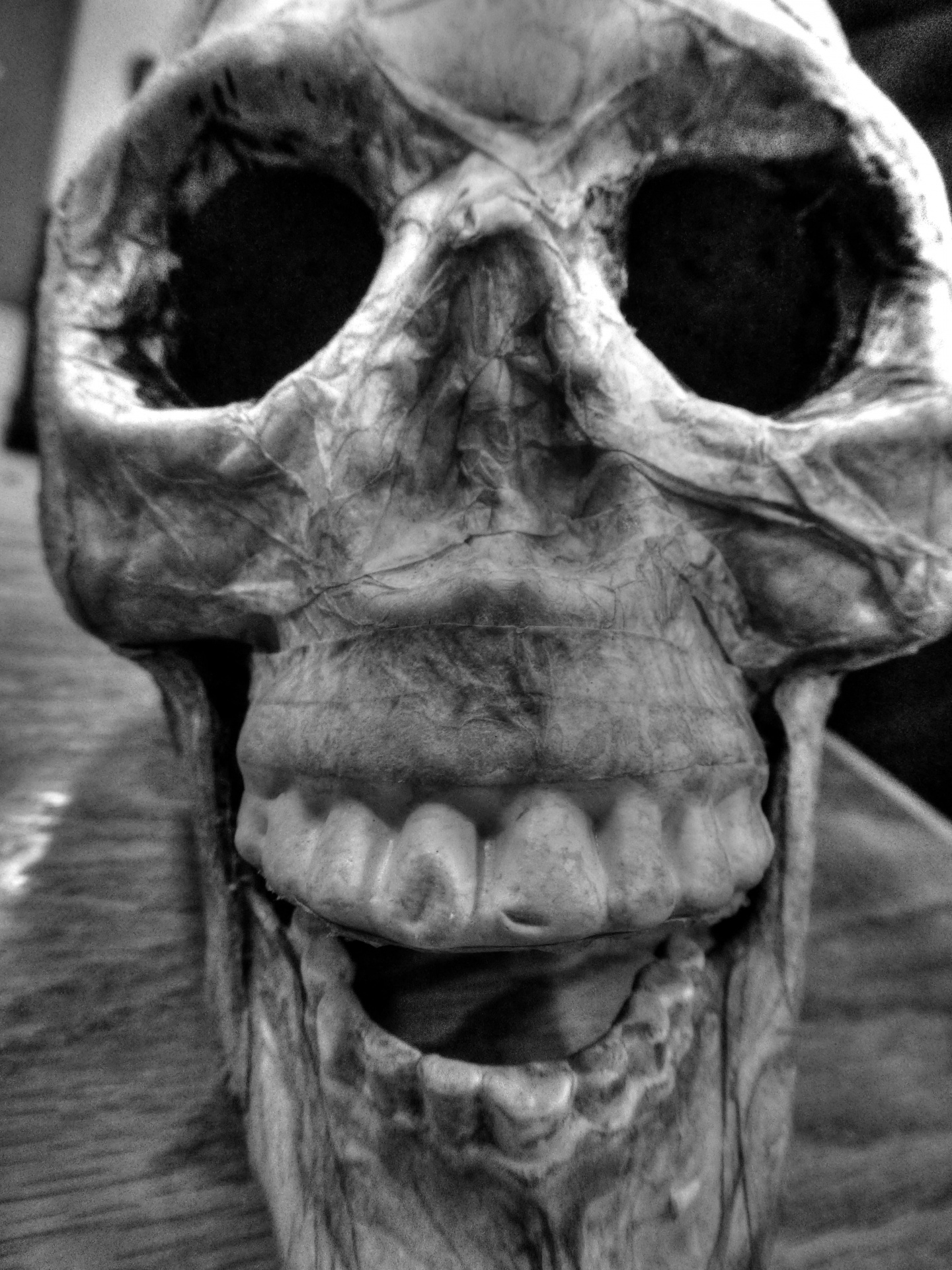 halloween skull skulls free photo