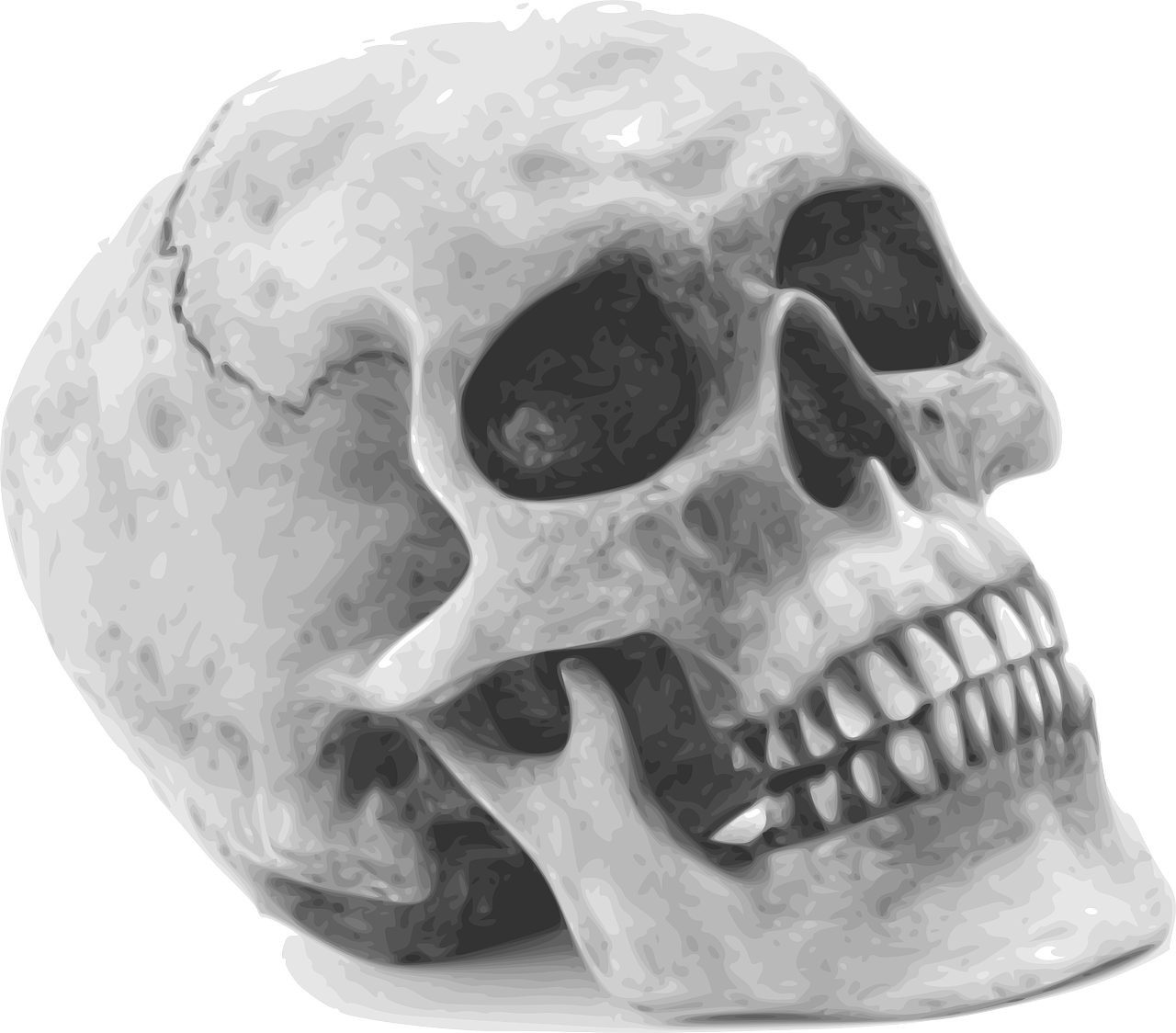 skull skeleton human free photo