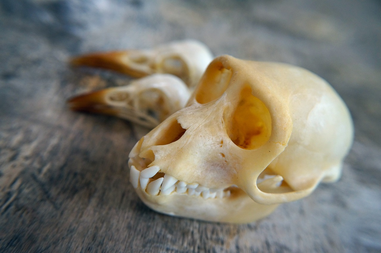 skull monkey mammal free photo