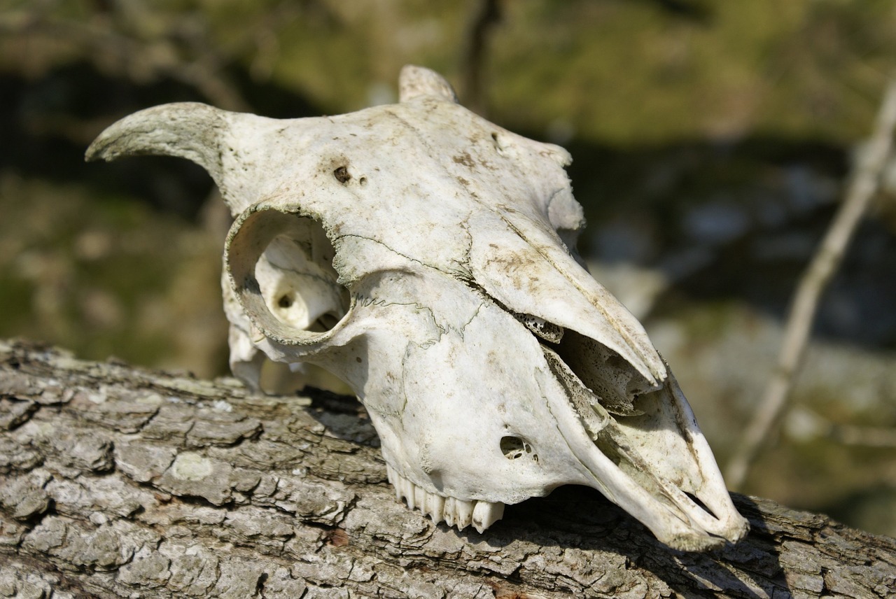 skull skeleton sheep free photo