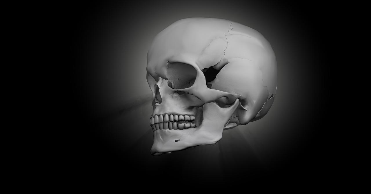 skull bone head free photo