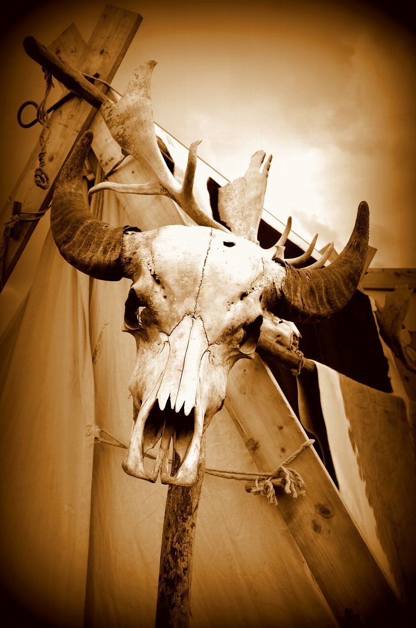 skull horns wild free photo