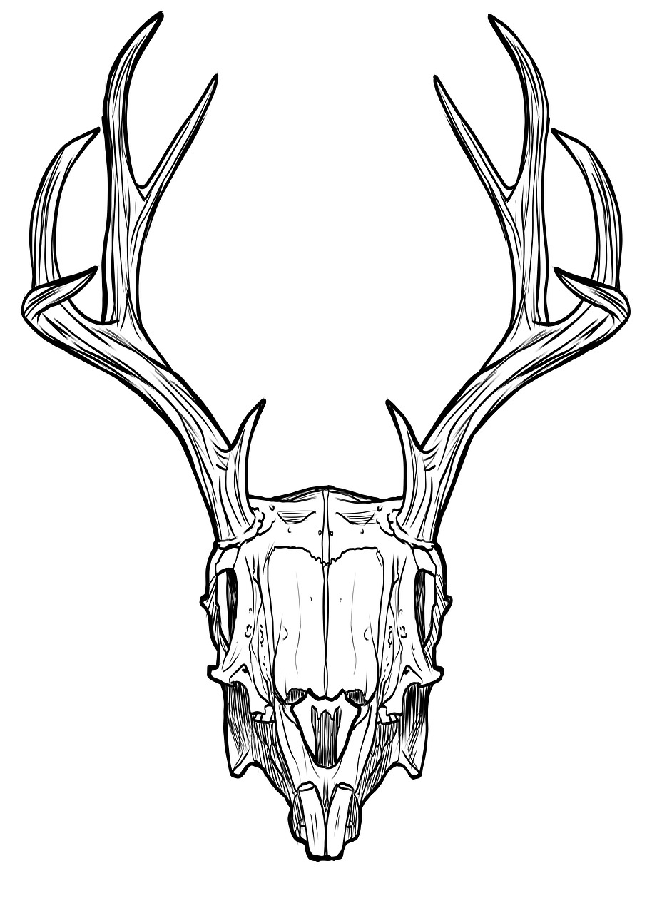 skull horns antlers free photo