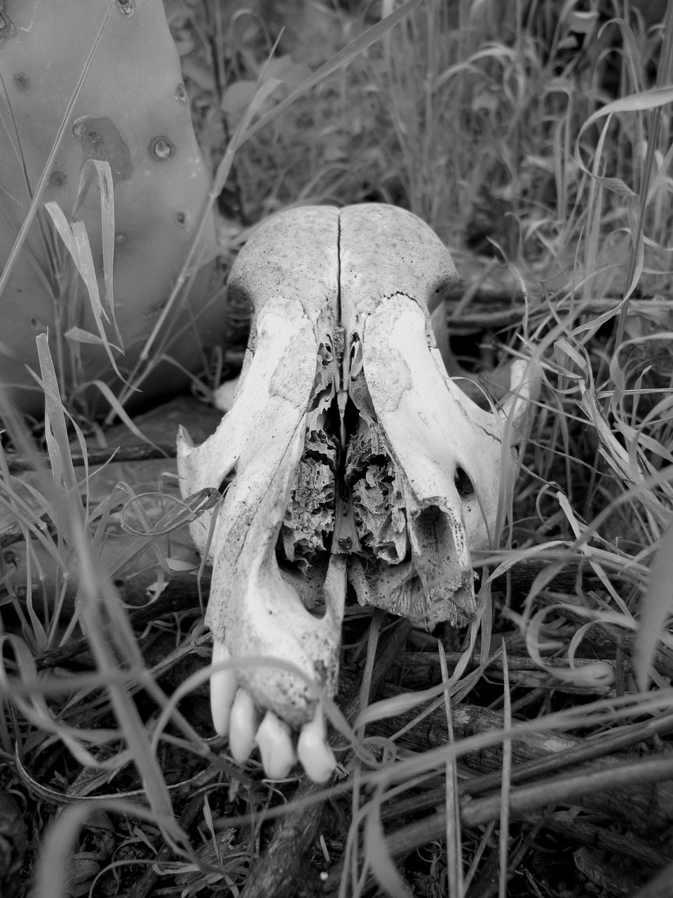 skull black and white wild free photo