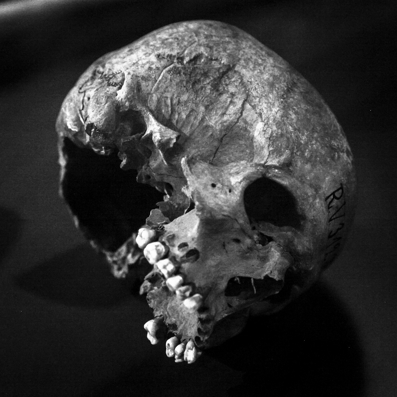 skull old human skull free photo