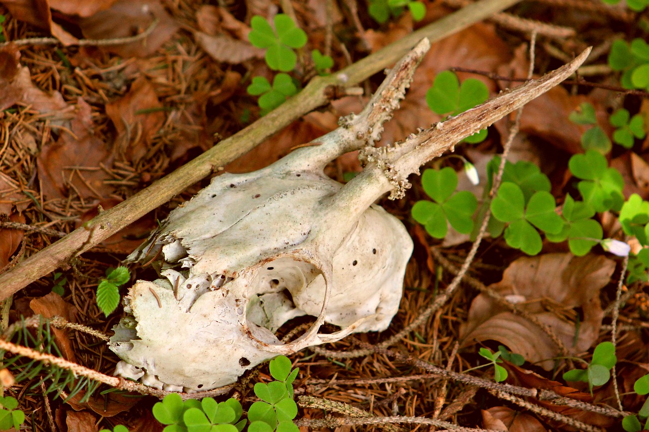 skull bone animal free photo