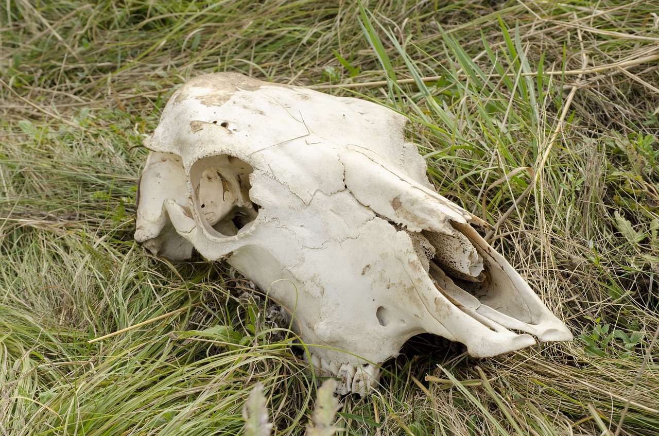 skull cow head free photo