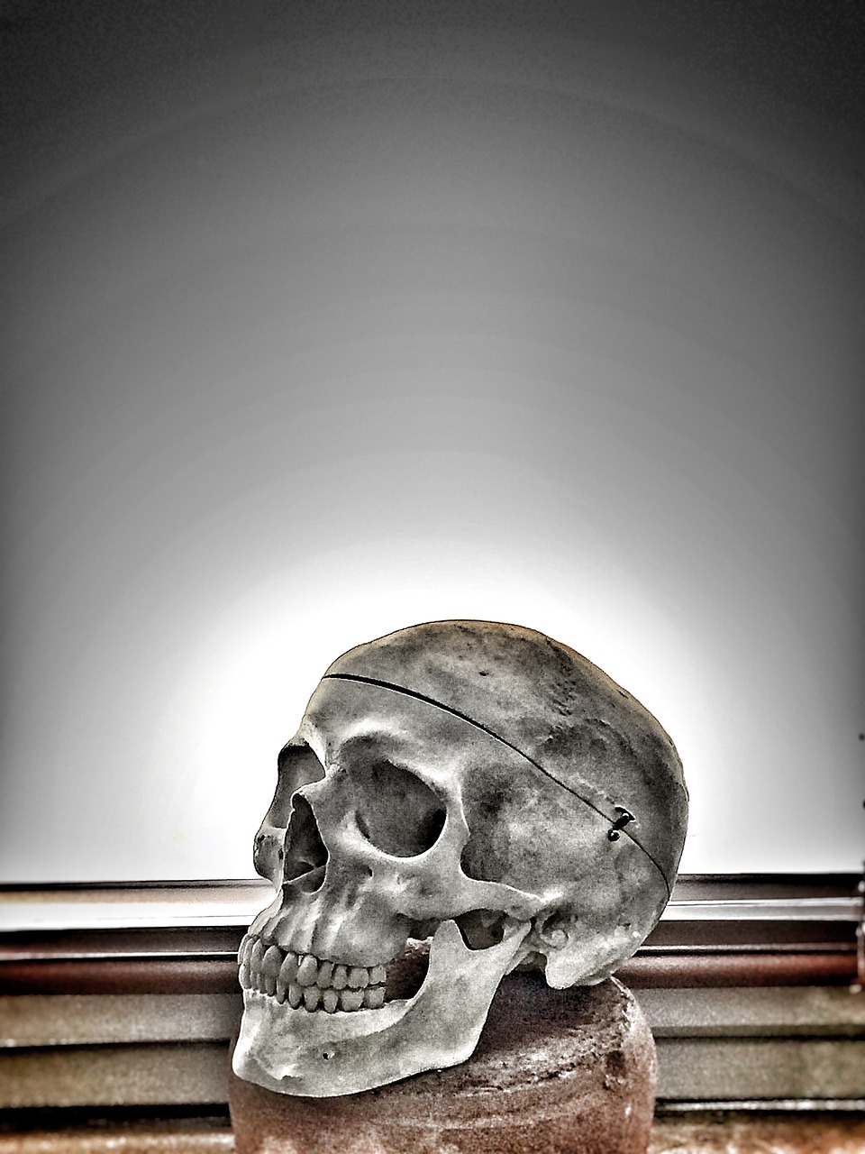 skull anatomy skeleton free photo