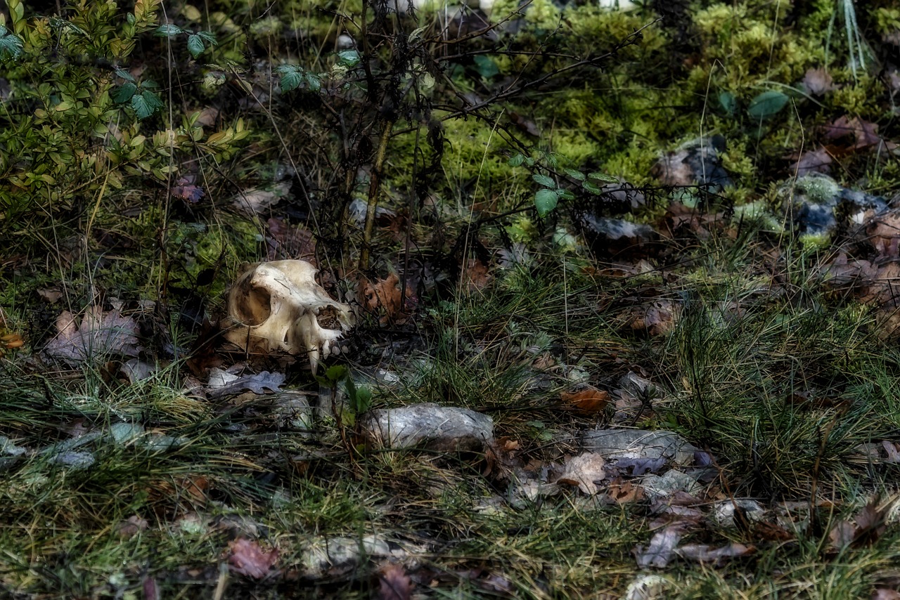 skull animal undergrowth free photo