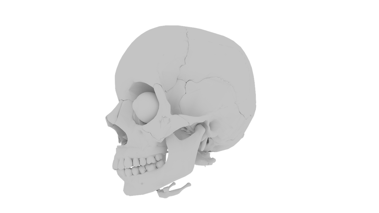 skull orbit skeleton free photo