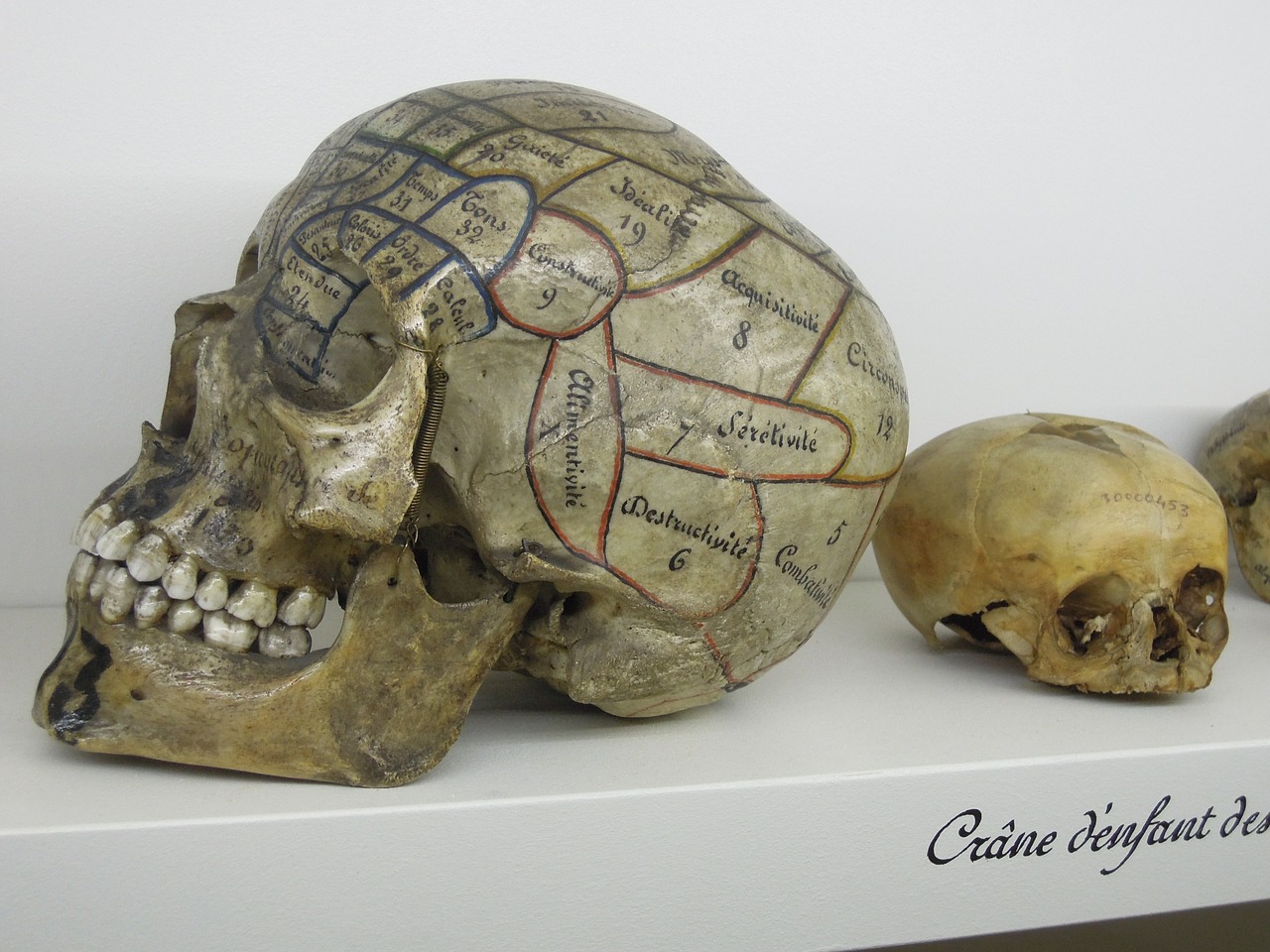 skull phrenology museum free photo
