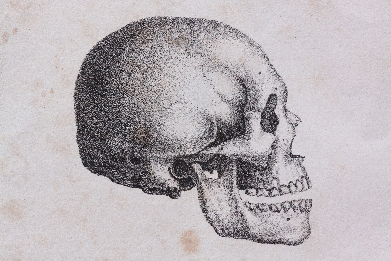 Зайцеобразные череп череп