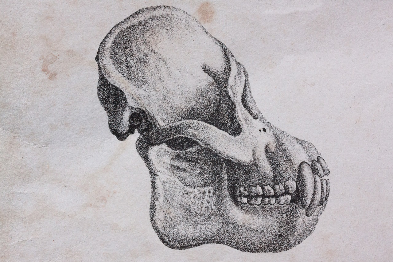 skull skull and crossbones orang-utan free photo