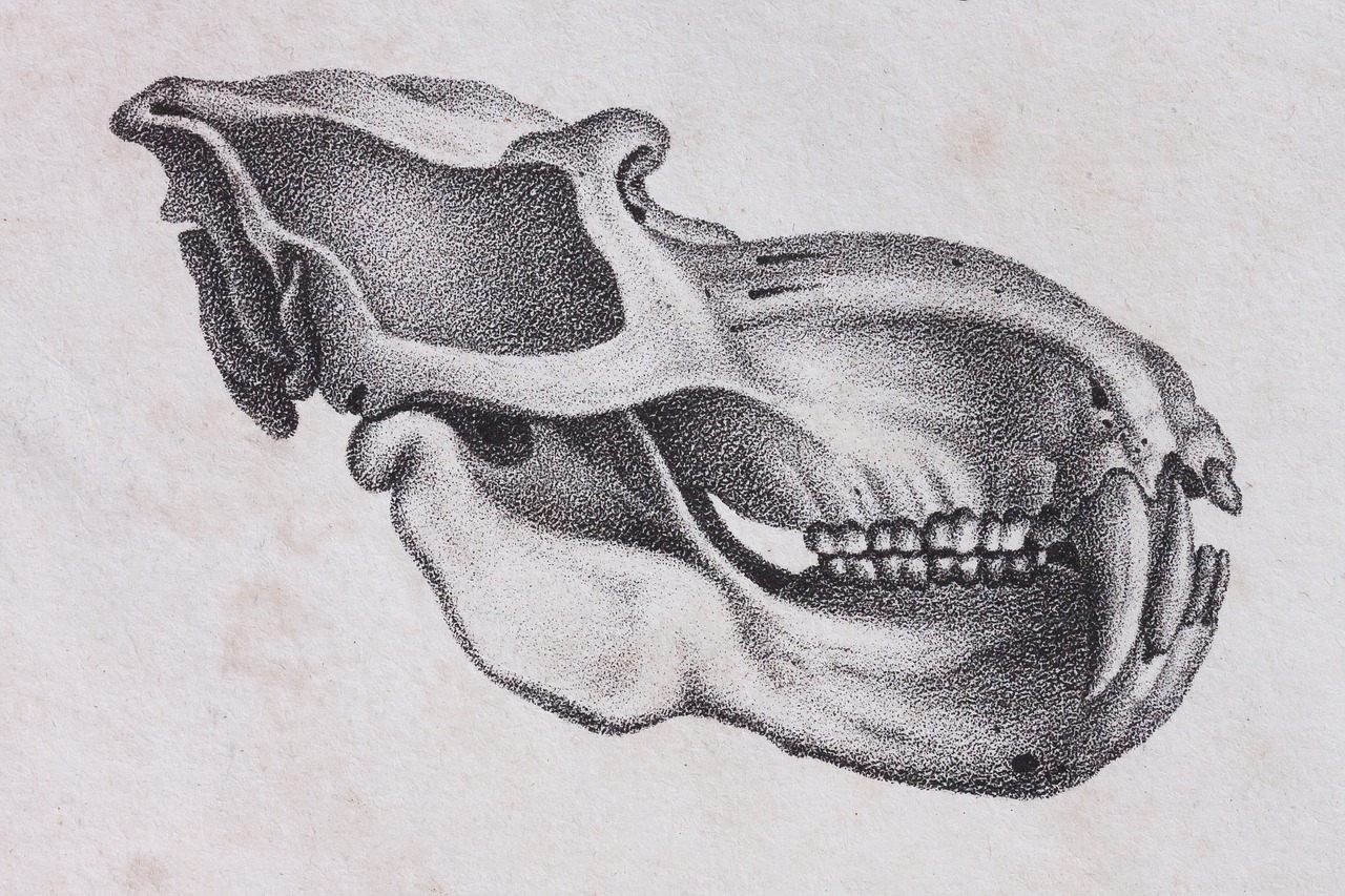 skull skull and crossbones mandrill free photo