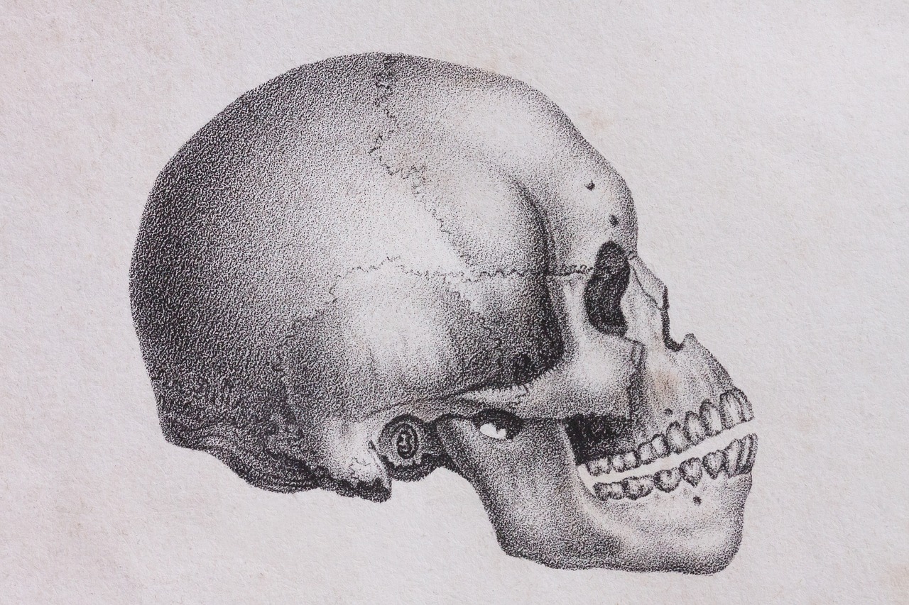 skull skull and crossbones human free photo