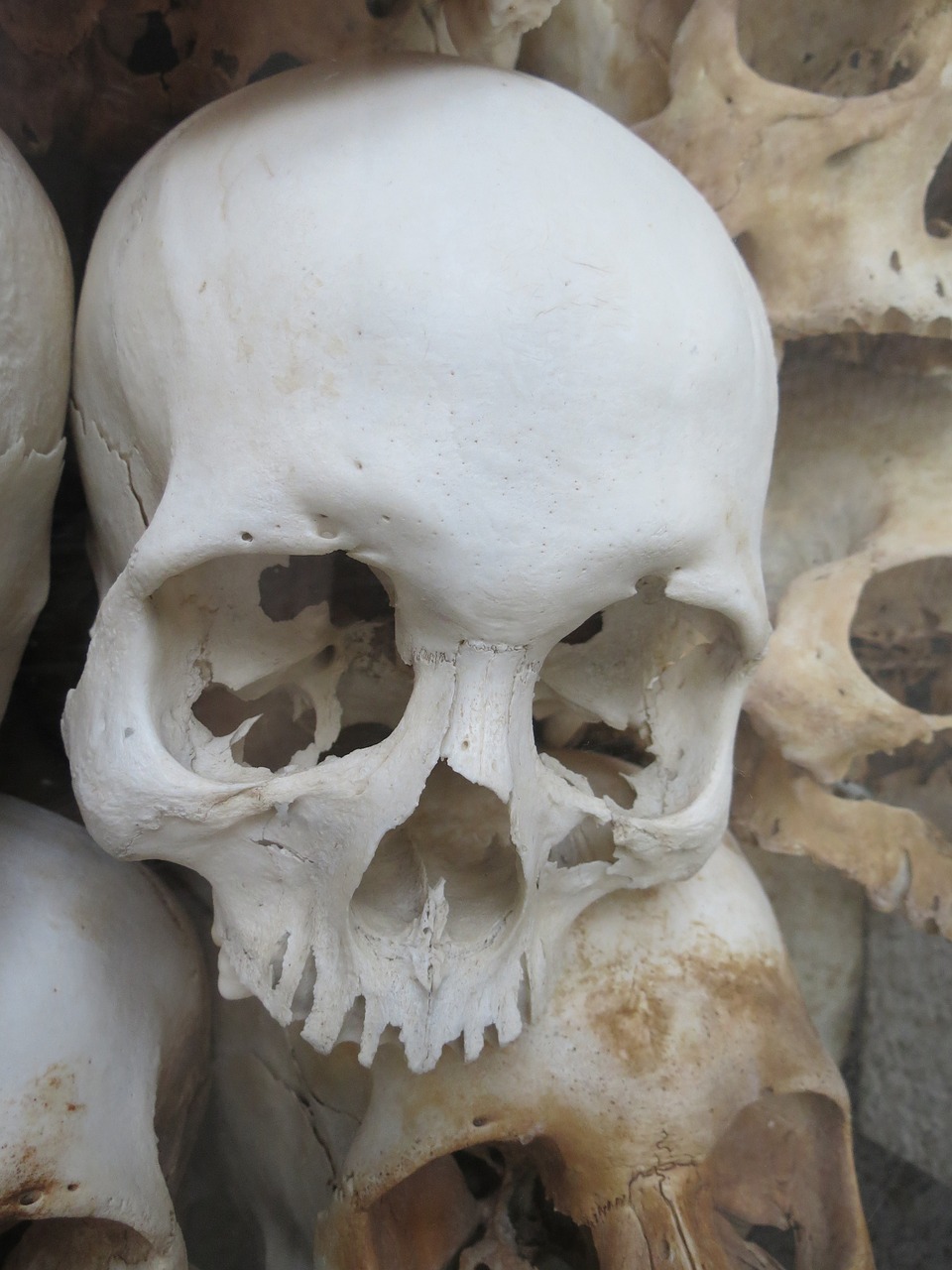 skull white vietnam free photo