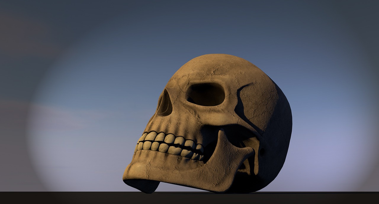 skull bone head free photo